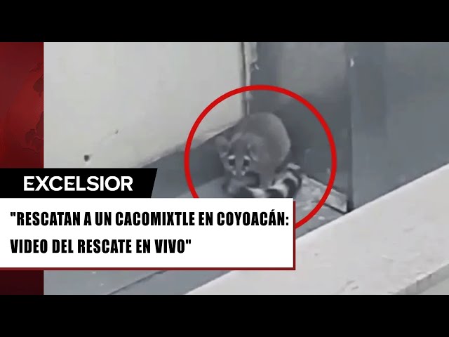 ⁣Así fue rescatado un pequeño cacomixtle en una casa de Coyoacán, CDMX