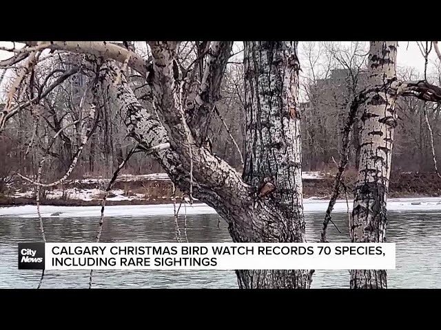 ⁣Calgary Christmas Bird Watch records 70 species, including rare sightings