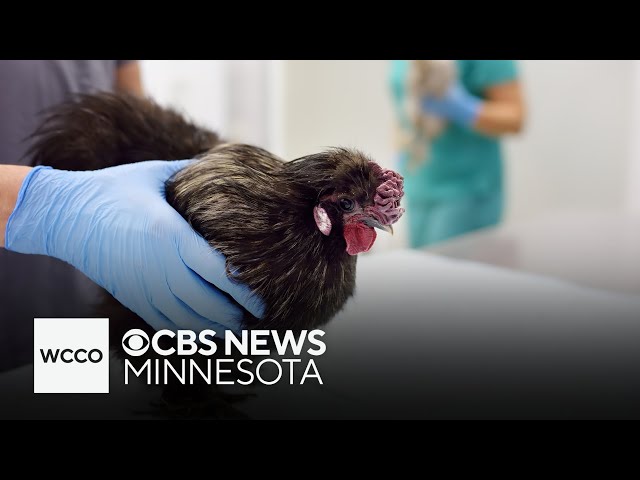 ⁣Poultry worker in Wisconsin contracts bird flu, report says