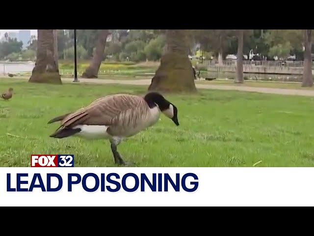 ⁣More than two dozen geese found with lead poisoning in DuPage County