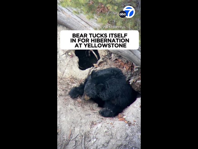 ⁣Bear tucks itself in for hiBEARnation at Yellowstone