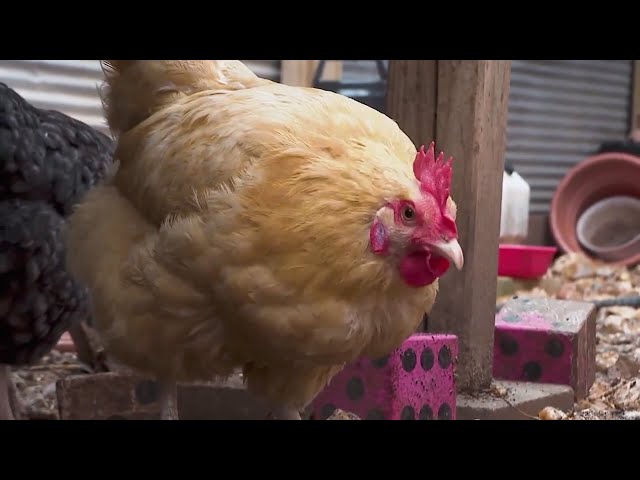 ⁣How bird flu is impacting Colorado ahead of the holidays