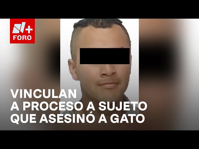 ⁣Vinculan a proceso a Alejandro ‘N’, acusado de haber matado a un gato en un video - Las Noticias