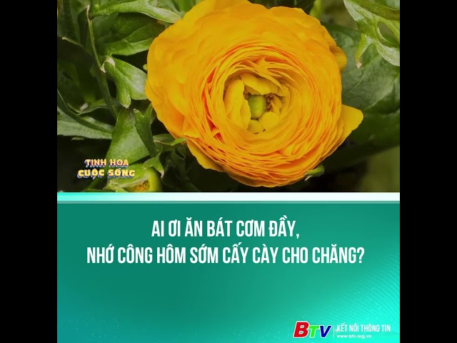 ⁣Ai ơi ăn bát cơm đầy, nhớ công hôm sớm cấy cày cho chăng?