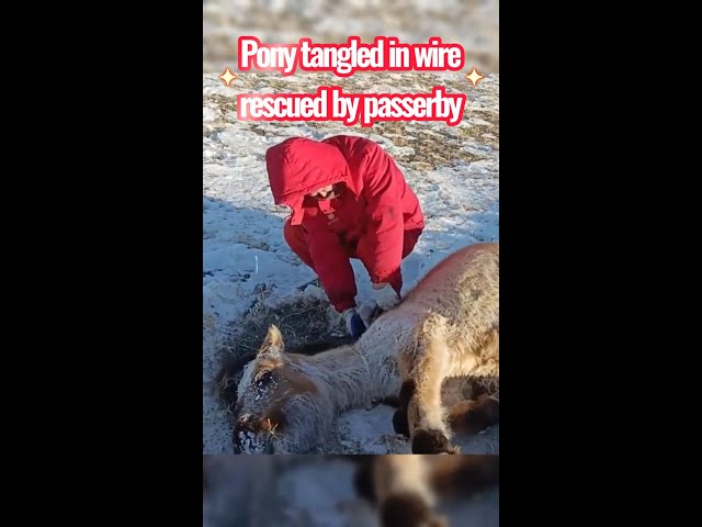 ⁣Woman saves pony tangled in wire in N China