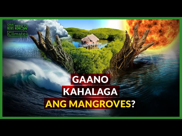 Gaano kahalaga ang mangroves? | Need To Know