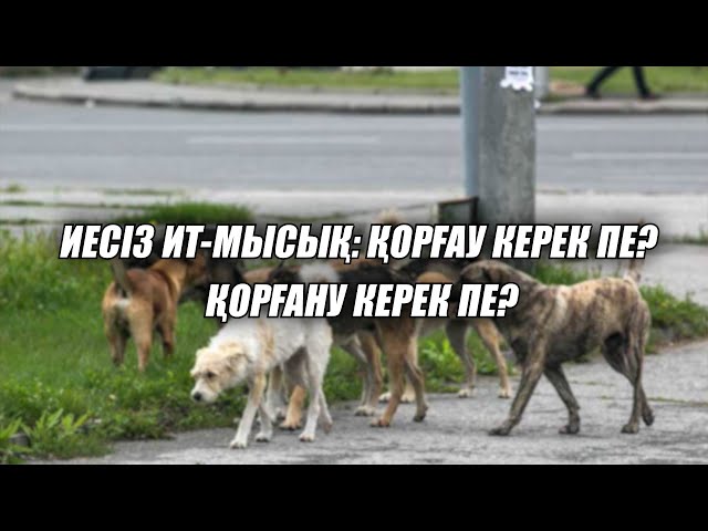 ⁣«Иесіз ит-мысық: Қорғау керек пе? Қорғану керек пе?»  19.12.2024 жыл