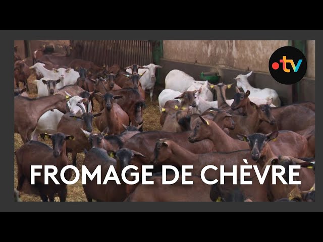 ⁣Le fromage de chèvre, un succès tout au long de l'année