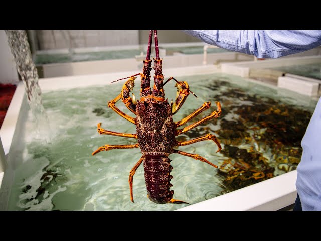 ⁣Rock lobster trade can now recommence with China effective immediately