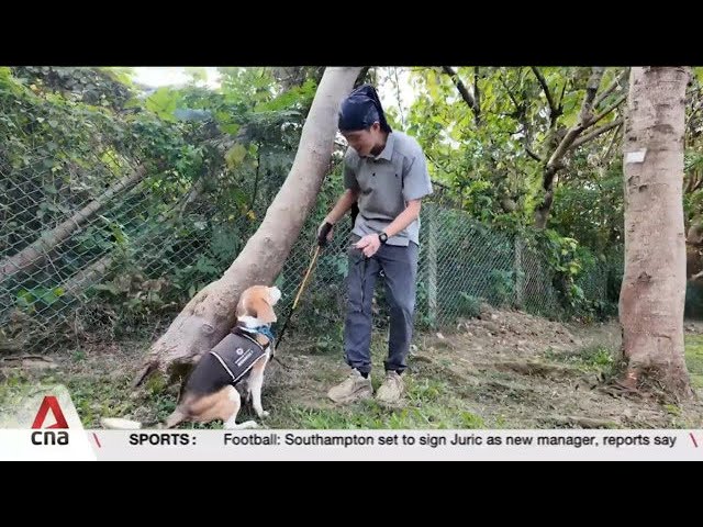 ⁣Taipei deploys sniffer dogs that can detect sick trees