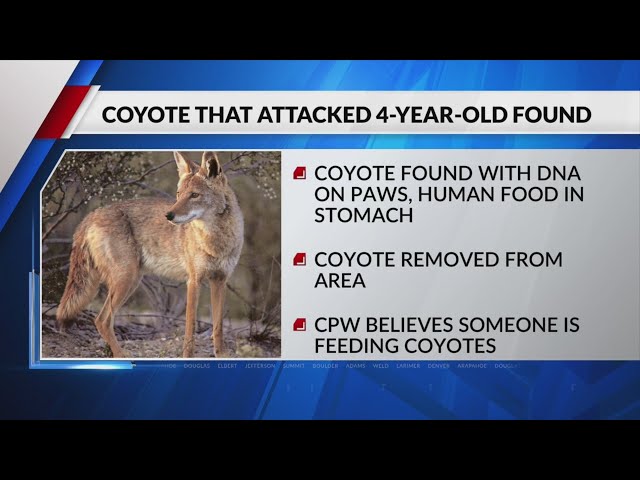 ⁣Coyote caught with human DNA linked to Thanksgiving attack