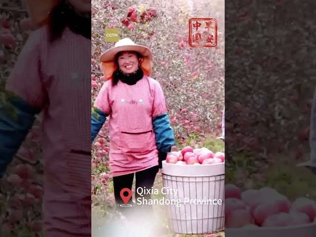 ⁣The joy of harvest in Shandong