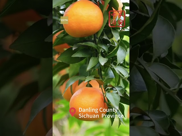 ⁣Jelly orange harvest in Sichuan