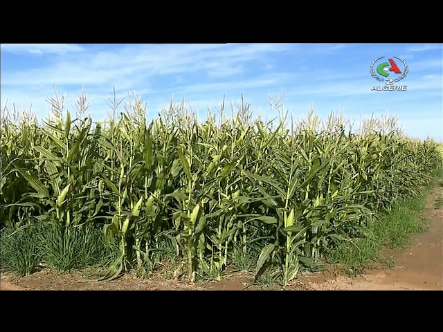 ⁣des agriculteurs relèvent le défi et transforment les terres arides en Zones des production