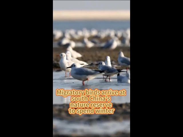 ⁣Migratory birds arrive at south China nature reserve to spend winter