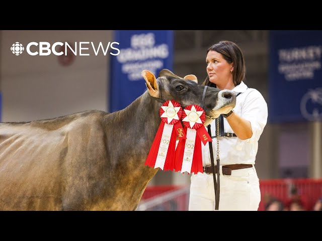 ⁣Meet Delphie, the grand champion cow of Canada’s biggest agricultural expo