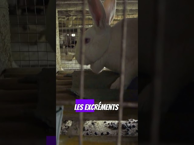 ⁣Chienne de vie pour ces lapins du luxe