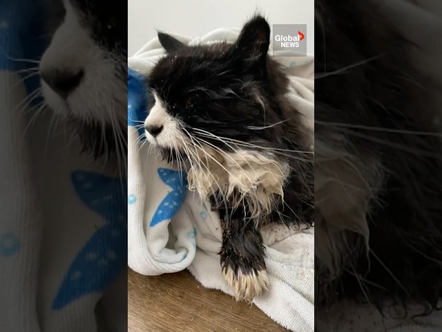 ⁣Blind cat rescued from frozen pond ‍⬛