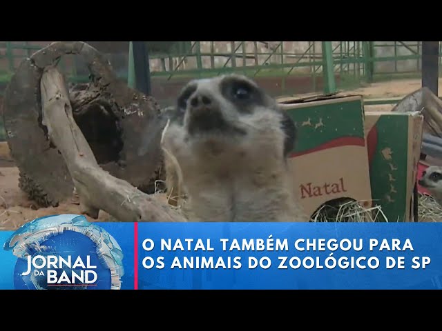 ⁣O Natal também chegou para os animais do zoológico de SP | Jornal da Band