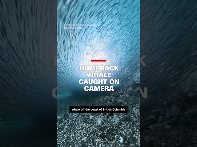 ⁣Humpback whale caught on camera