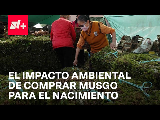 ⁣Musgo, el impacto ambiental de su uso en los nacimientos - En Punto