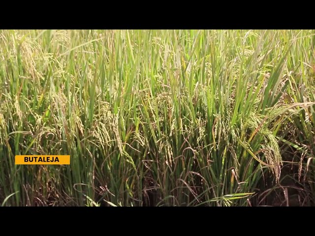 ⁣Aromatic rice production soars in Butaleja district with new farming technologies