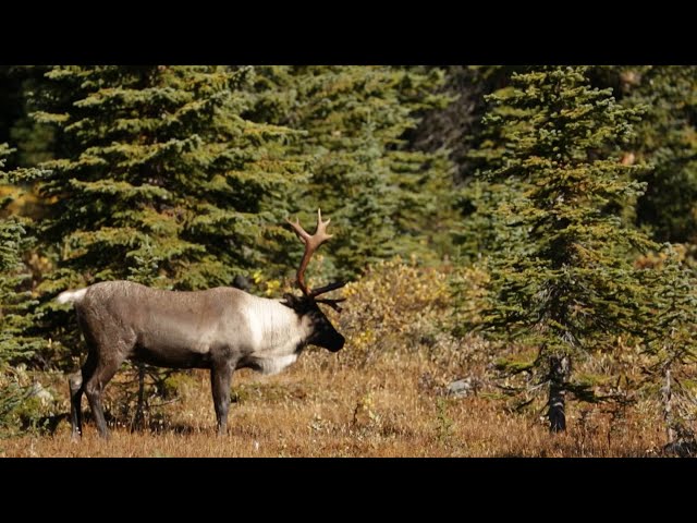 ⁣The fight to protect a reindeer species