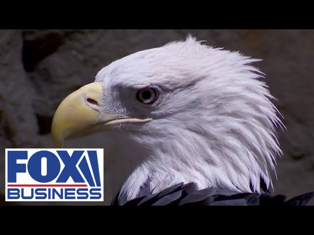 ⁣FREEDOM FLIES: Bald eagle will soon land as official national bird