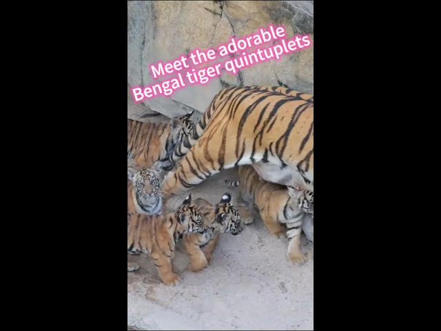 ⁣Bengal tiger quintuplets make debut at Guangzhou Chimelong Safari Park in S China