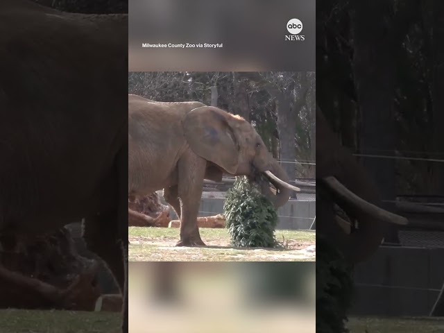 ⁣Elephants munch on trees at Wisconsin zoo