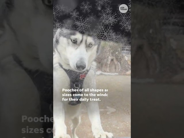 ⁣Dogs have their own window for treats at Chicago pizza spot #Shorts