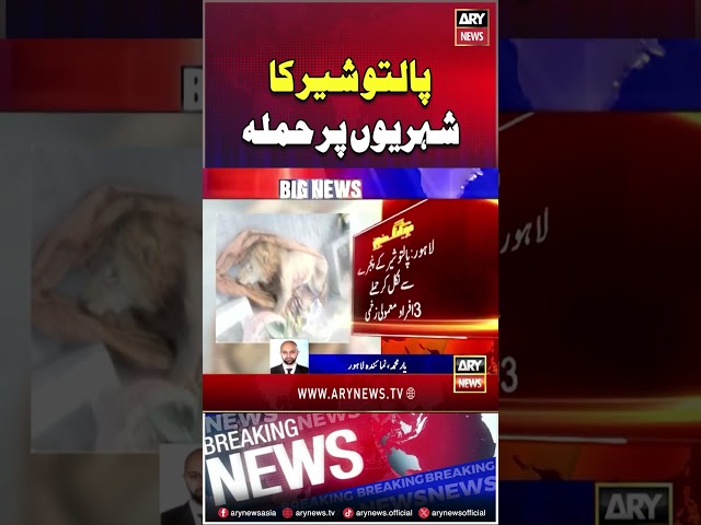 ⁣#lahore #petloin #loinattack #loin #pets #arynews #youtubeshorts #shorts #reels