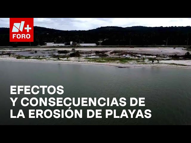 ⁣Erosión de playas en Campeche afecta a tortugas y aves marinas - Sábados de N+ FORO