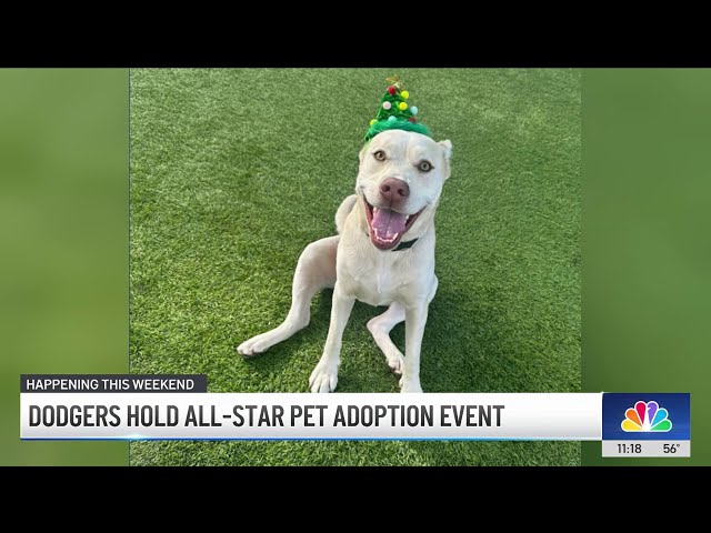 ⁣Dodger Stadium hosting dog adoption event