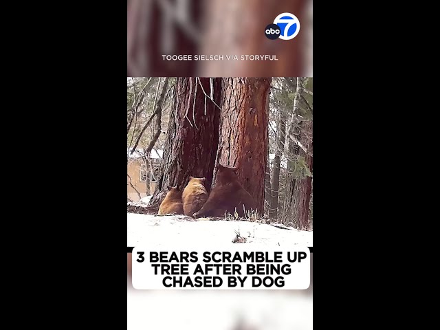 ⁣Bears scamper up tree while being chased by dog