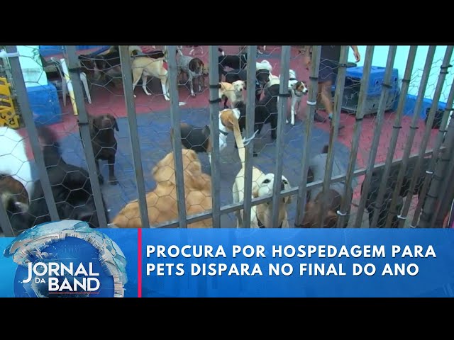 ⁣Procura por hospedagem para pets dispara no final do ano | Jornal da Band