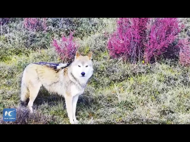 Witness a pack of wolves traverse Sanjiangyuan area