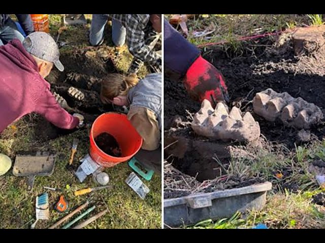 ⁣Fossilized mastodon jaw from Ice Age found in New York backyard