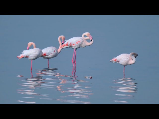 ⁣Flamingos enjoying Yuncheng Salt Lake Wetland a testament to restoration efforts