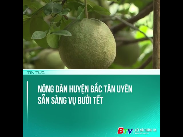 ⁣Nông dân huyện Bắc Tân Uyên sẵn sàng vụ bưởi Tết