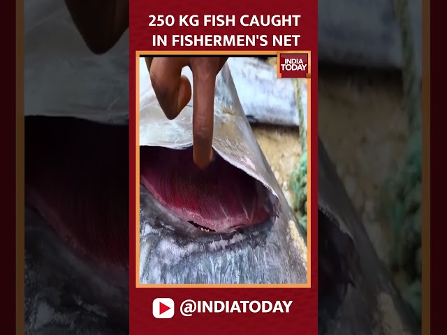 ⁣A 250-kg-fish caught in fishermen's net | India Today