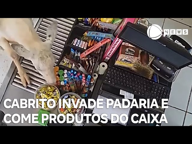 ⁣Cabrito invade padaria e consome produtos do caixa em Minas Gerais