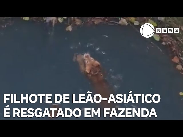 ⁣Filhote de leão é resgatado em poço de fazenda na Índia