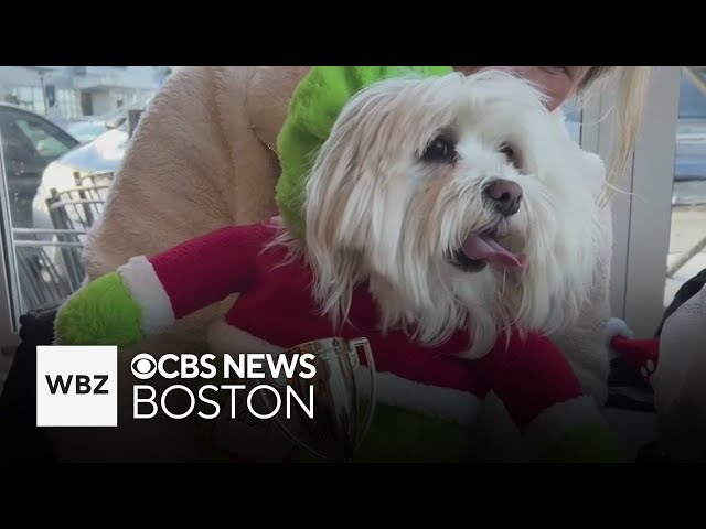 ⁣Animal shelter holds ugly sweater contest for dogs