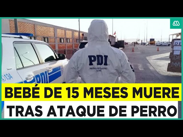 ⁣Lactante de 15 meses muere tras ataque de perro pitbull: Brigada de homicidios investiga el hecho