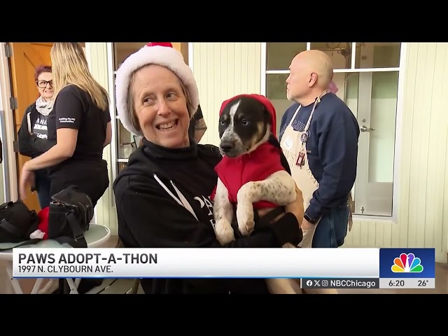 ⁣PAWS Chicago holds seasonal Adopt-a-Thon event