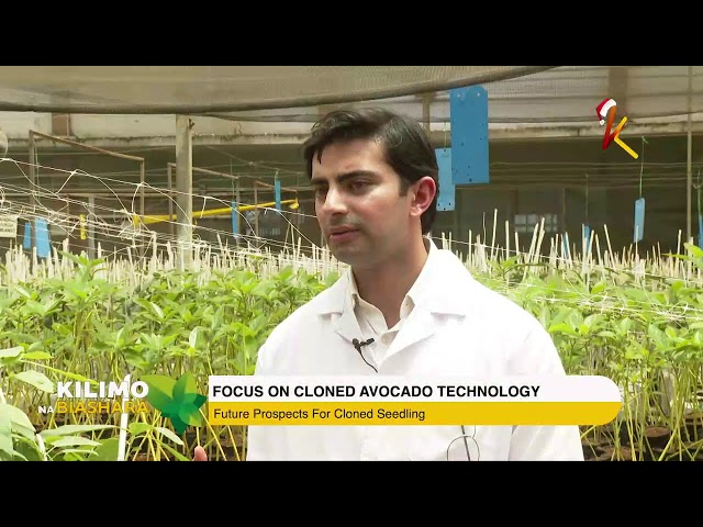 ⁣K24 TV LIVE | FOCUS ON CLONED AVOCADO TECHNOLOGY. #Kilimonabiashara