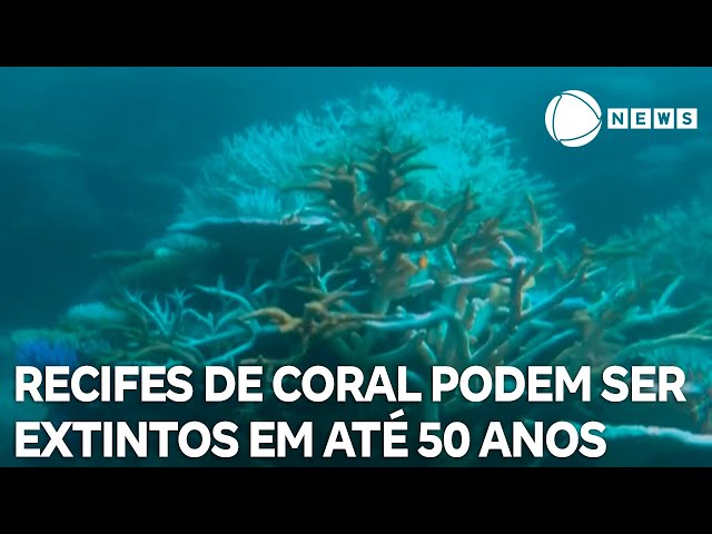 ⁣Recifes de coral podem ser extintos em até 50 anos