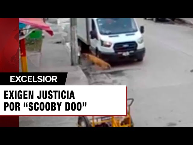 ⁣Exigen justicia por “Scooby Doo”, el perrito atropellado en Tabasco