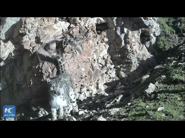 ⁣Scar, the Snow Leopard spotted in northwest China